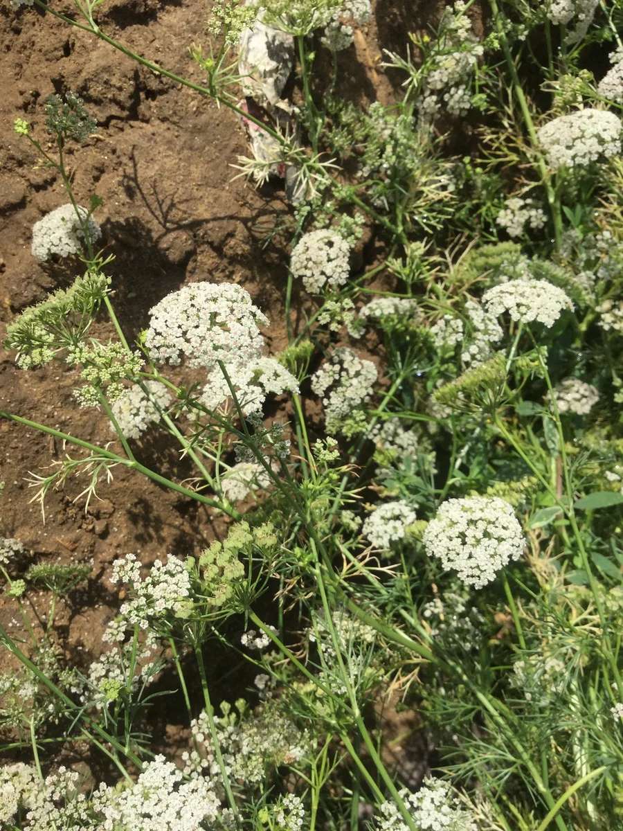 Pretty flowers of Bishops weed otherwise known as ajwain